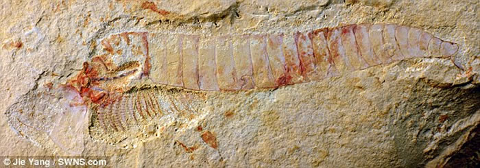 ��ѧ�ҷ���5.2����ǰһ��Զ��������ϵͳ��ʯ�����������ִ���֫������Ǻ����ʱ������������ϵͳ��������ʵ����