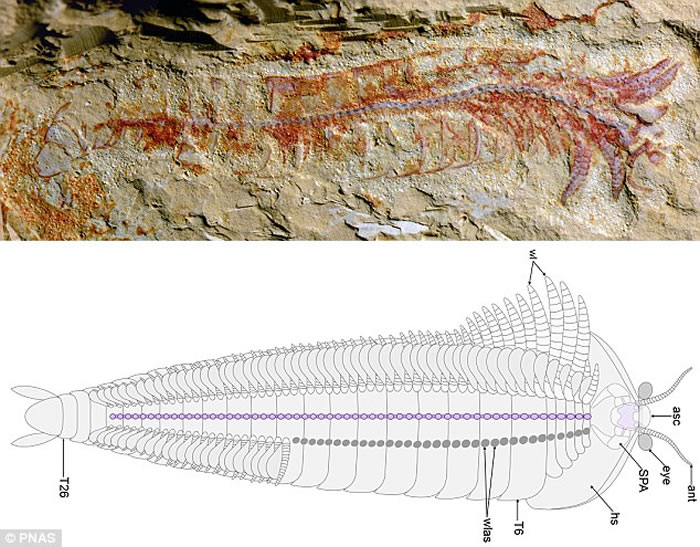 ��ѧ�ҷ���5.2����ǰһ��Զ��������ϵͳ��ʯ�����������ִ���֫������Ǻ����ʱ������������ϵͳ��������ʵ����