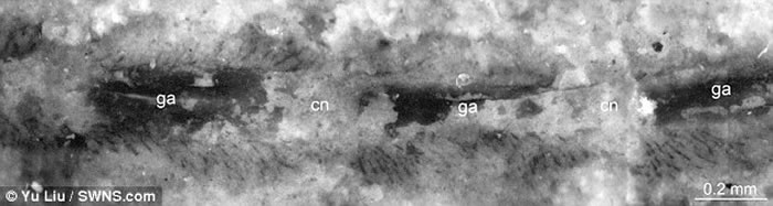 ��ѧ�ҷ���5.2����ǰһ��Զ��������ϵͳ��ʯ�����������ִ���֫������Ǻ����ʱ������������ϵͳ��������ʵ����