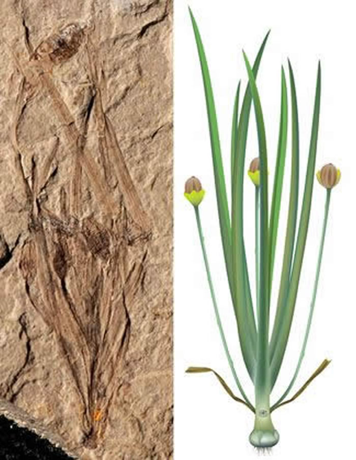 ������ѧ���������ķ���ȫ������Ĳݱ�����ֲ���1.64����ǰ�Ĳ���٪�޲�