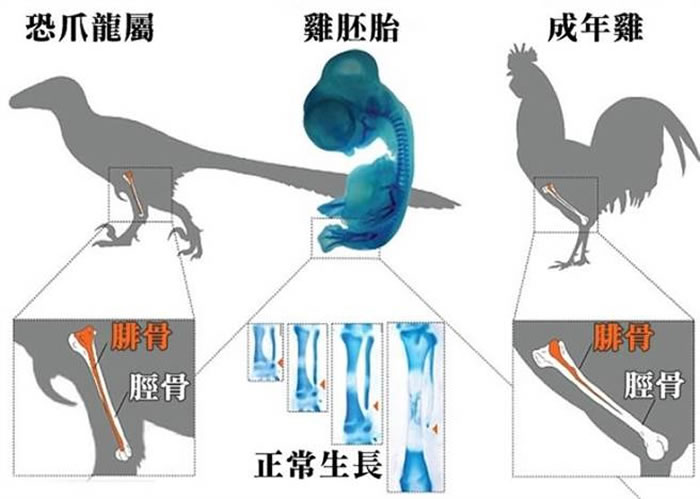 ��ֻ�����������ı䣬���������š�