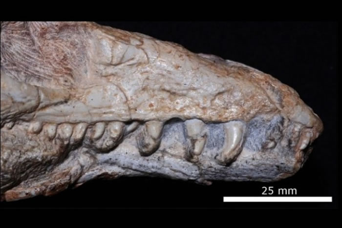 ��������2.5����ǰ���ж���Teyujagua paradoxaͷ�ǻ�ʯ �����ʷ��ȱʧһ��