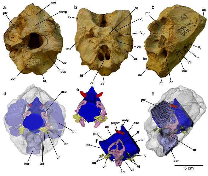乌兹别克斯坦发现的帖木儿龙化石揭示霸王龙如何进化成为统治地球的王者