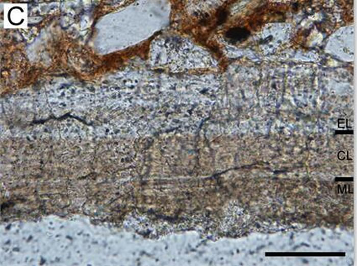 ������������΢��Ƭ