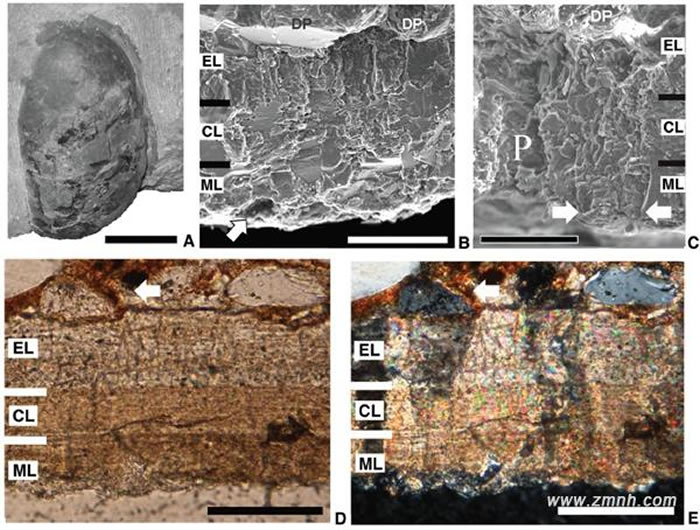 A��Χ���е����ƺ������ʯ��B,C�����Ǿ�����SEM��Ƭ��D,E�����Ǿ�����ƫ�⾵����Ƭ