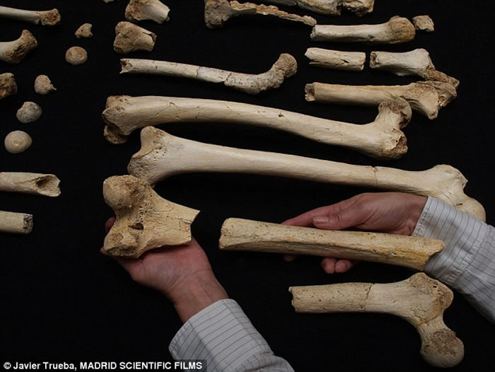 西班牙阿塔普埃尔卡山挖掘发现28具早期人类骨骼化石