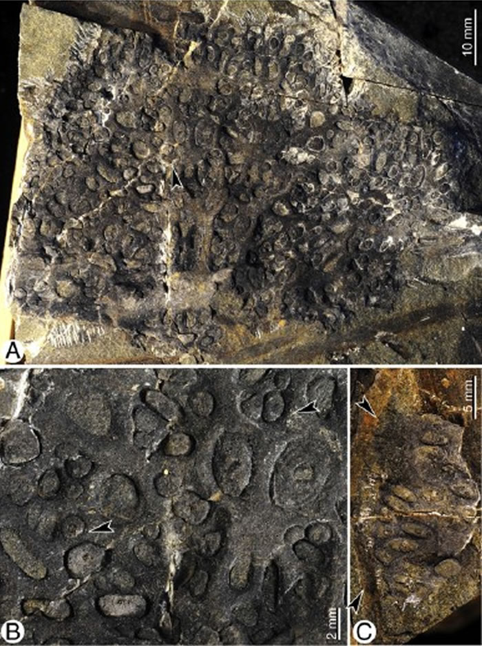 ½زʯ״ӡۻʯԼֲŴ