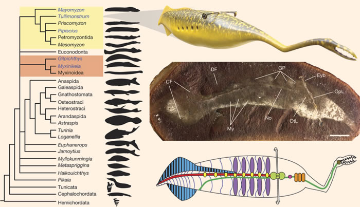 最新研究指3.07亿年前如乌贼般的软体生物“塔利怪物”(Tully Monster)其实属捕食性脊椎动物