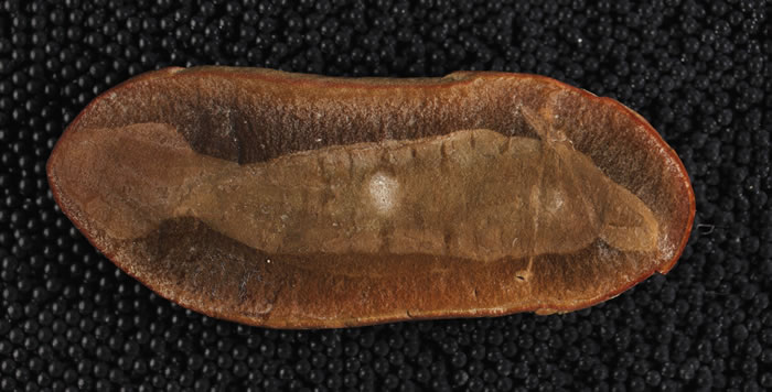 最新研究指3.07亿年前如乌贼般的软体生物“塔利怪物”(Tully Monster)其实属捕食性脊椎动物