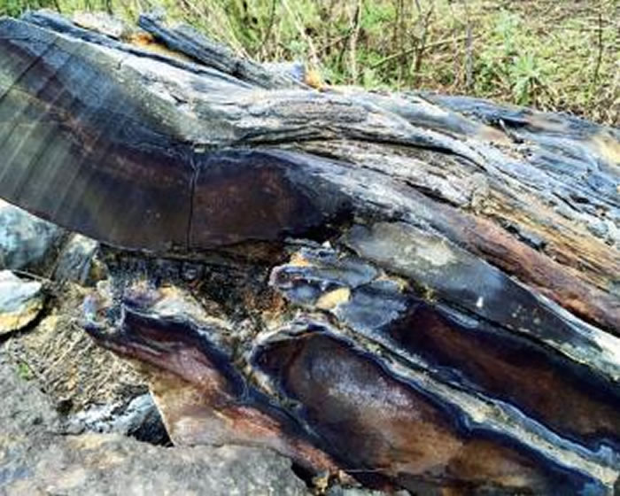 北碚区施家梁发现的大量木化石
