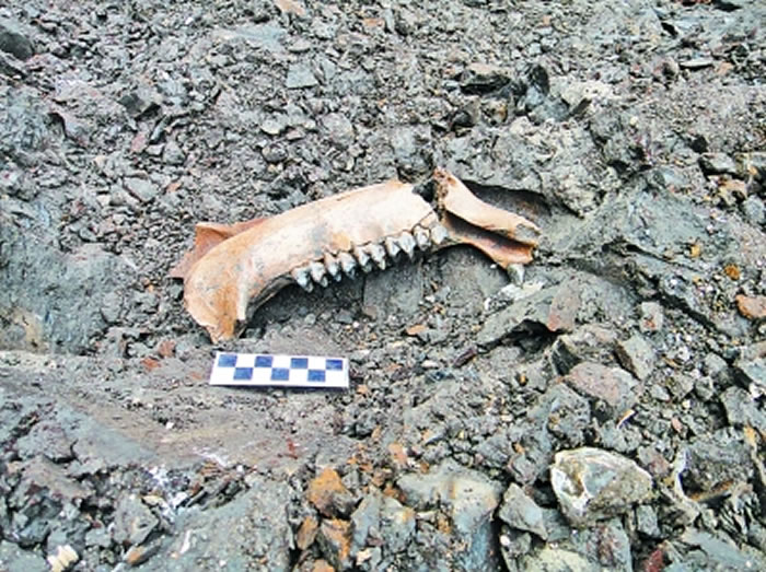 ��������ʯ����