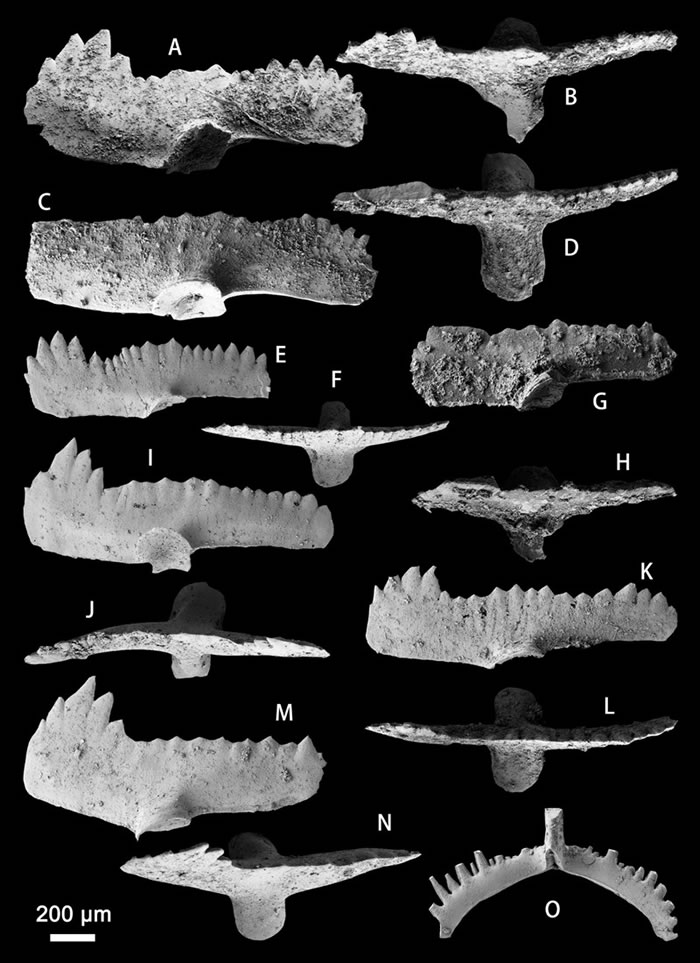 Ozarkodina midundenta (Wang & Ziegler, 1983)