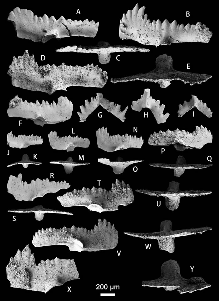 Ozarkodina prolata Mawson, 1987