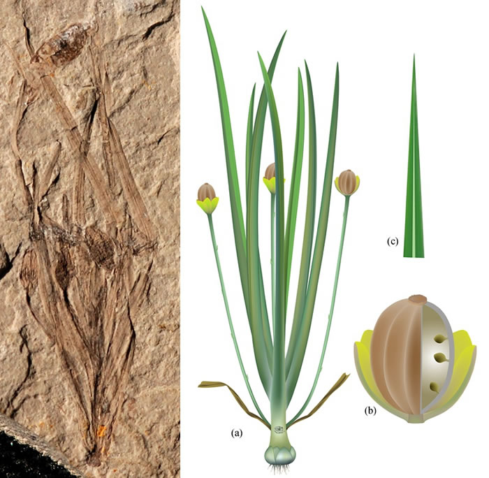 ����٪�޲�ģʽ�걾����ԭͼ