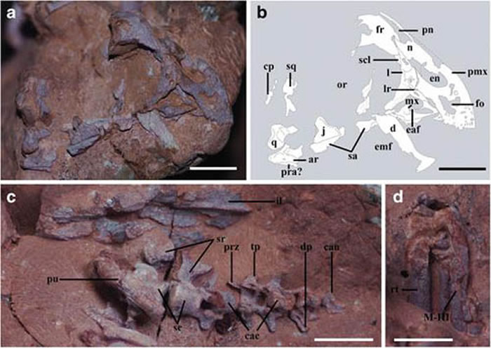 窃蛋龙胚胎化石放大图,比例尺1厘米(IVPP V20182)(王烁供图)
