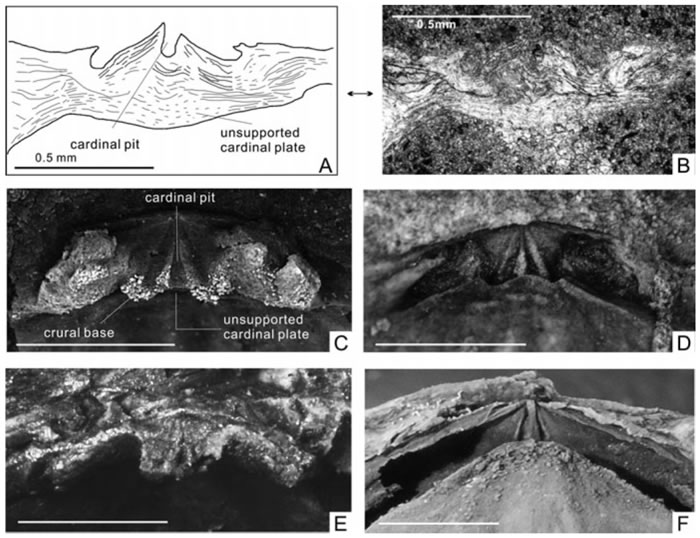 Thulatrypa两个种关键特征的比较,ABEF为Thulatrypa gregaria,CD为Thulatrypa orientalis