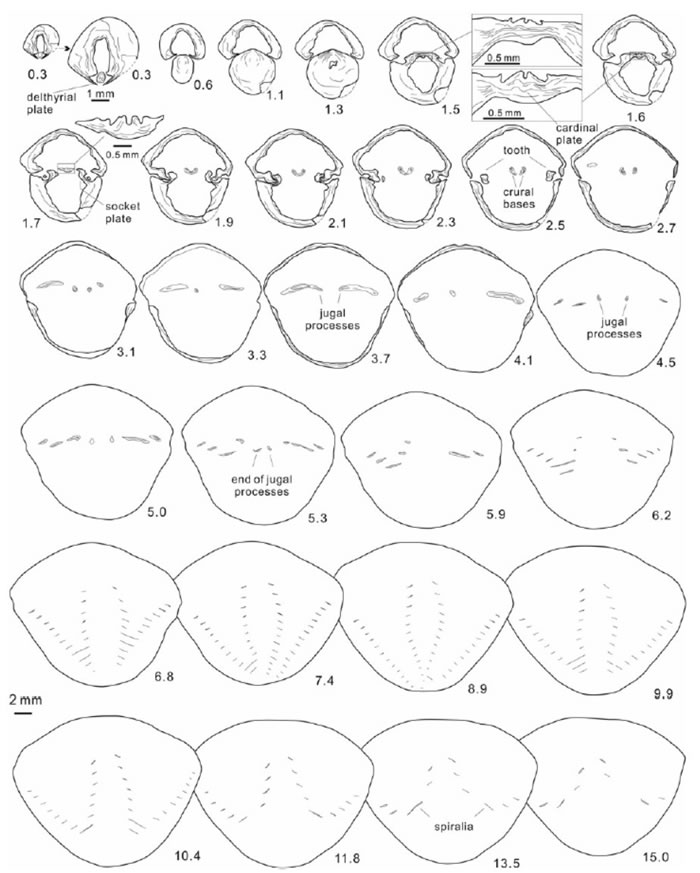Thulatrypa gregaria的系统切片图