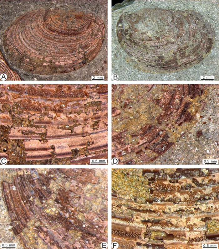 ���ڲ�������������������϶��в��Ķ���Ҷ֫�飨Eosestheria sp.��