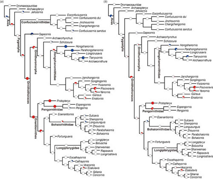 ͼ2. ����branch likelihood��������������֧ϵ�ݻ����ʵıȽϡ���Ȧ����֧ϵ���ݻ����ʴ���ƽ�����ʣ���Ȧ���ݻ�����С��ƽ�����ʣ���Ȧ���ݻ�����