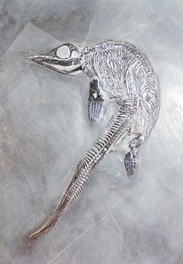 羊圈古生物化石