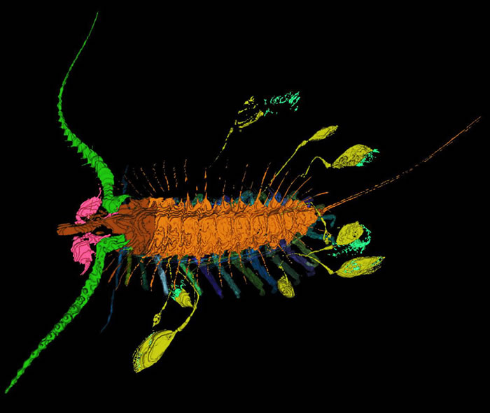 4.3����ǰ��֫����Ѻ��ӡ��������ߣ�ʹ���ǲ����ױ���ʳ������