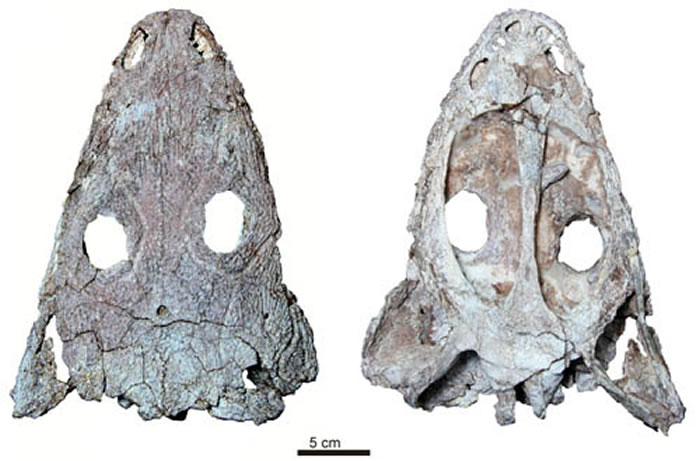 éƺ��Զ�������ͱ걾��������ͼ��