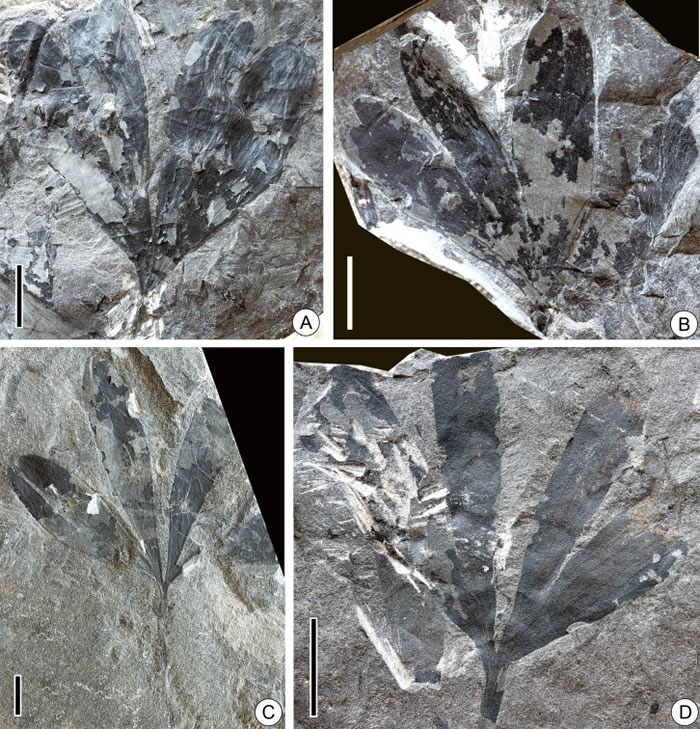 甘肃华亭晚三叠世和中侏罗世两种似银杏化石Ginkgoites