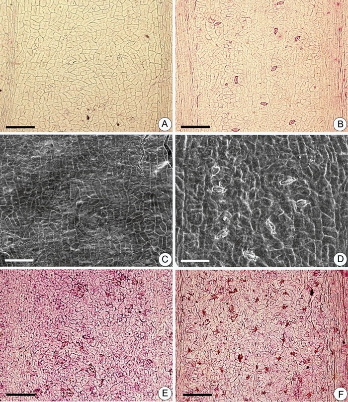 似银杏化石Ginkgoites的表皮气孔形态及其分布