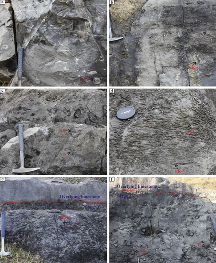 珊瑚层(b-f)及其下伏(a)和上覆(e-f )岩石类型