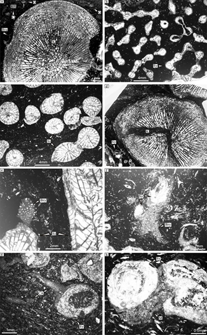 珊瑚层微相类型:(a) 贵州珊瑚障积岩;(b-d) 笛管珊瑚, 丛管珊瑚和贵州珊瑚-笛管珊瑚障积岩和骨架岩;(e-h) 珊瑚,苔藓虫,钙藻和微生物漂砾岩
