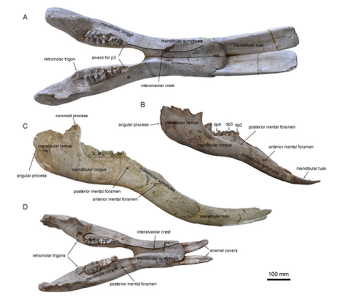 ׳Konobelodon robustus(빩ͼ)