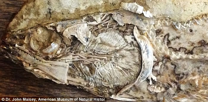 ������ѧ���ڰ���1����ǰ�������з����������໯ʯ����