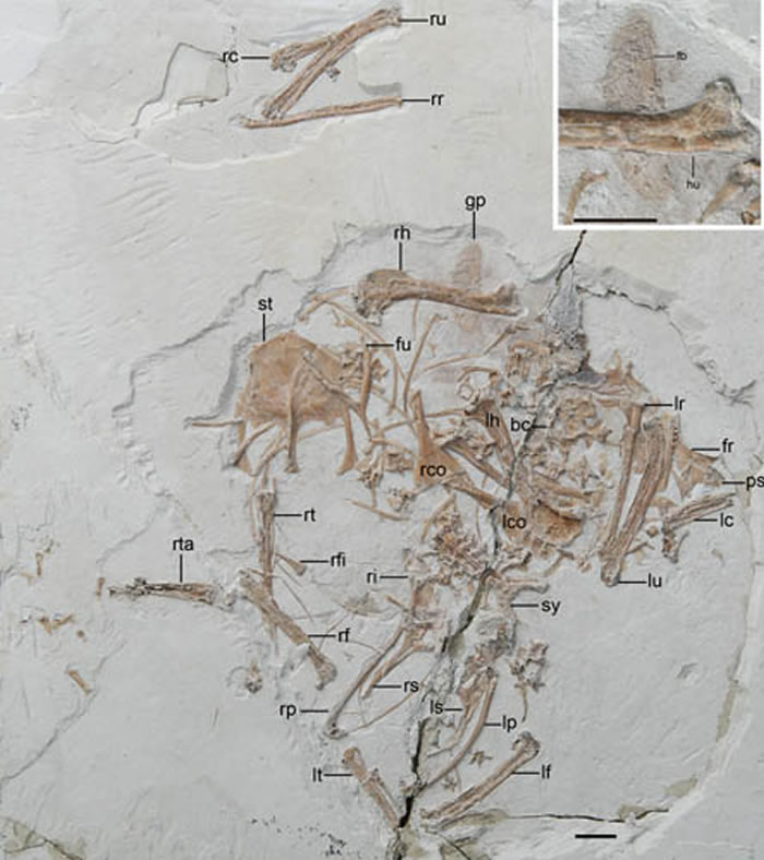 ����������ϵ�����ʳ�ŵķ����ࣨ������ͼ��