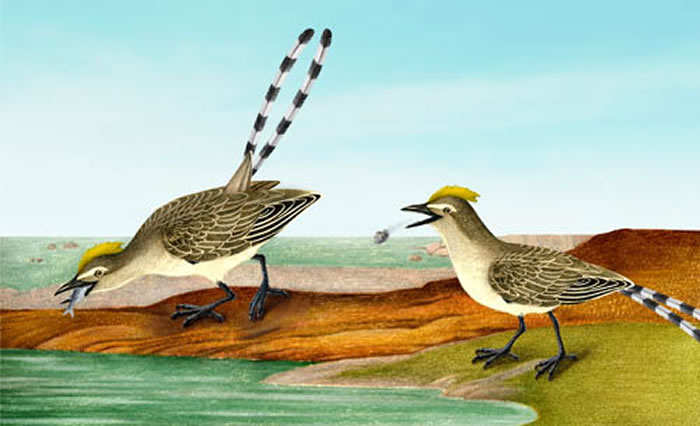 ʳ�㷴������ԭͼ��ʷ������ƣ�