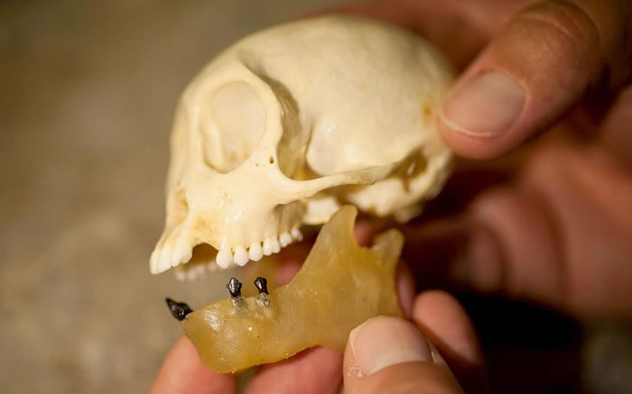 巴拿马运河发现2100万年前猴子牙齿化石 表明新世界猴在中美洲出现的时间更早