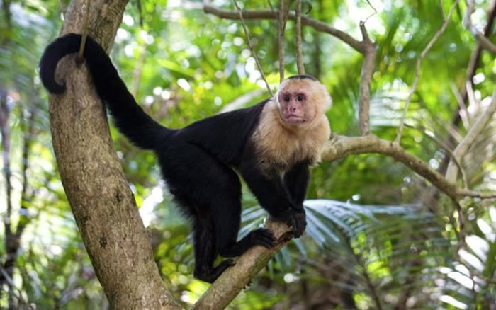 巴拿马运河发现2100万年前猴子牙齿化石 表明新世界猴在中美洲出现的时间更早