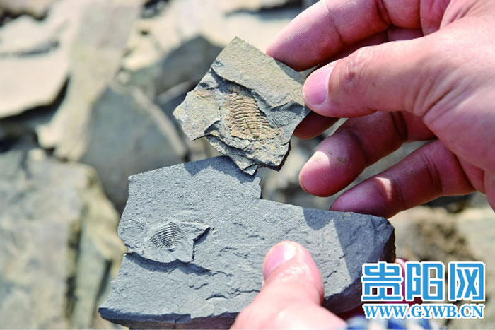 随手打开石头，可见古生物化石