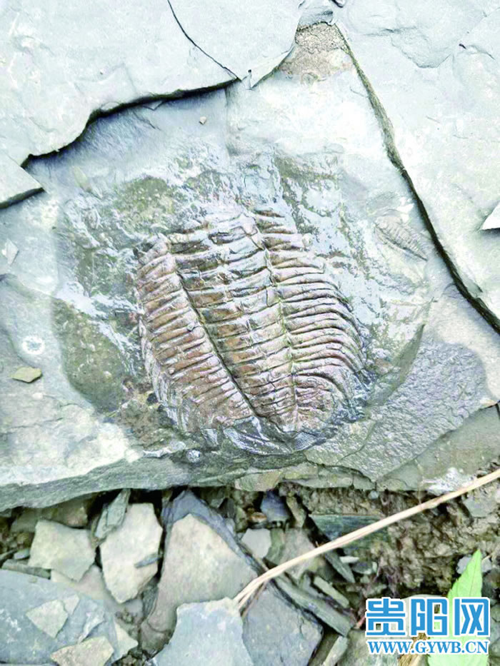 游客发现的三叶虫化石