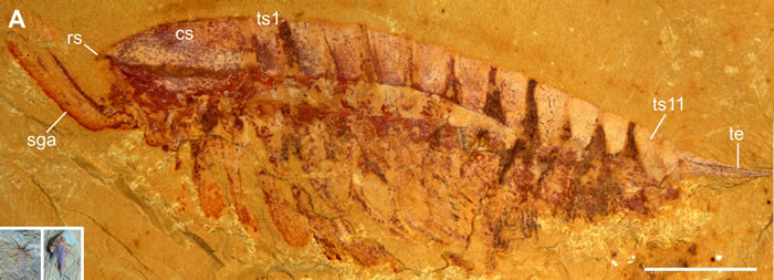图1：澄江化石群中节肢动物林乔利虫成虫（A）和此次报道的体长2毫米幼虫（嵌入图）。