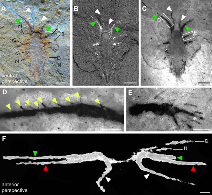 ͼ2��2���׳������������׳�����걾��ͬ����ʽ��A: ��ͨ��ѧ����B: ɨ��羵����C�CE: ӫ����΢������F��΢��CT���񣩡������ߣ�A�CC, 0.5