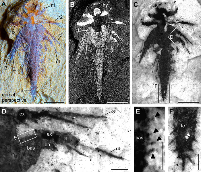 图3：2毫米林乔利虫幼虫副面标本不同成像方式（A: 普通光学成像；B: 扫描电镜成像；C–F：微型CT成像）。比例尺：A–C, 0.5毫米; D, F, 0.1