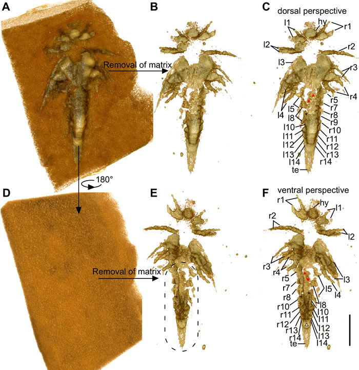 图4：2毫米长的林乔利虫幼虫副面标本微型CT成像。比例尺：0.5毫米。