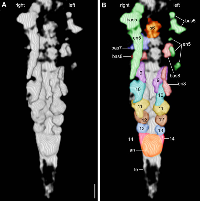 图5：2毫米长林乔利虫幼虫副面标本身体后部附肢突起微型CT放大成像。比例尺：0.1毫米。