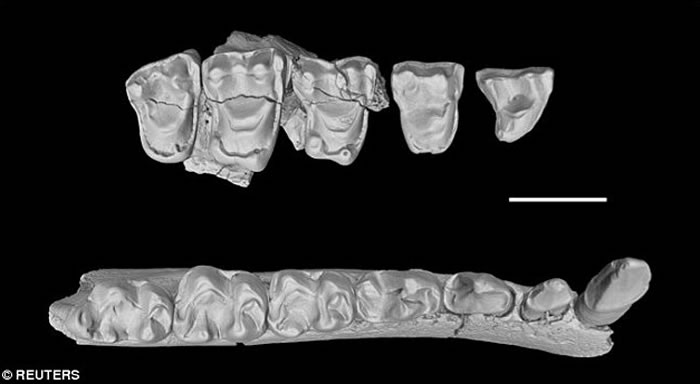 �й���ʯ��ʾ�����鳤�ද������ݻ���������������Ƶ��Ų�״��