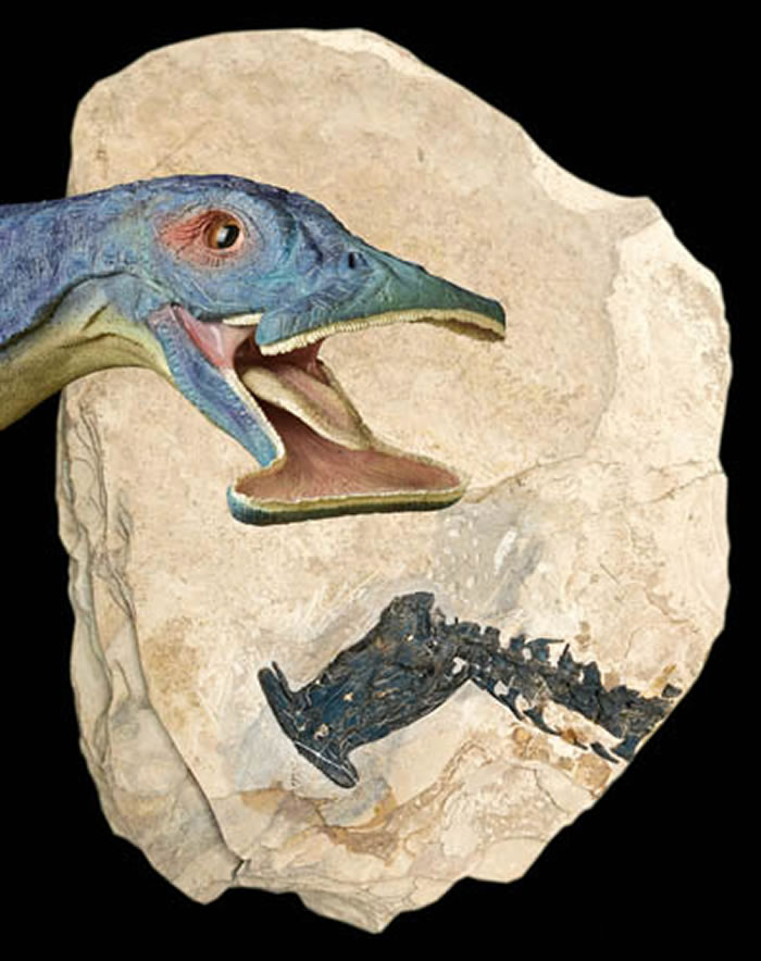 滤齿龙化石及复原图（李淳供图）