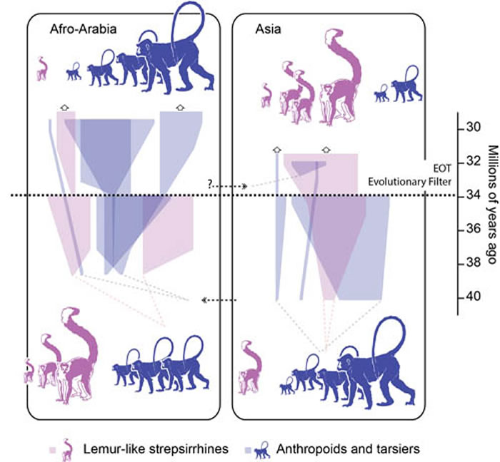 灵长类动物狐猴类（左）和类人猿（右）演化“过滤”图示（倪喜军供图）