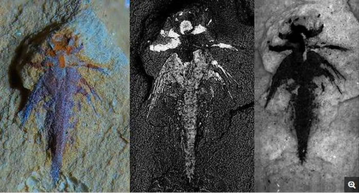 ��ͼ��ʾ�����ǿ�ѧ�����·��ֵ�5.2����ǰ��֫�����׳滯ʯ�����ĳ��Ƚ�2���ף�����״���ǳ���ã�ͨ��΢������ϲ�ɨ��ɳ�������3D�ṹ��