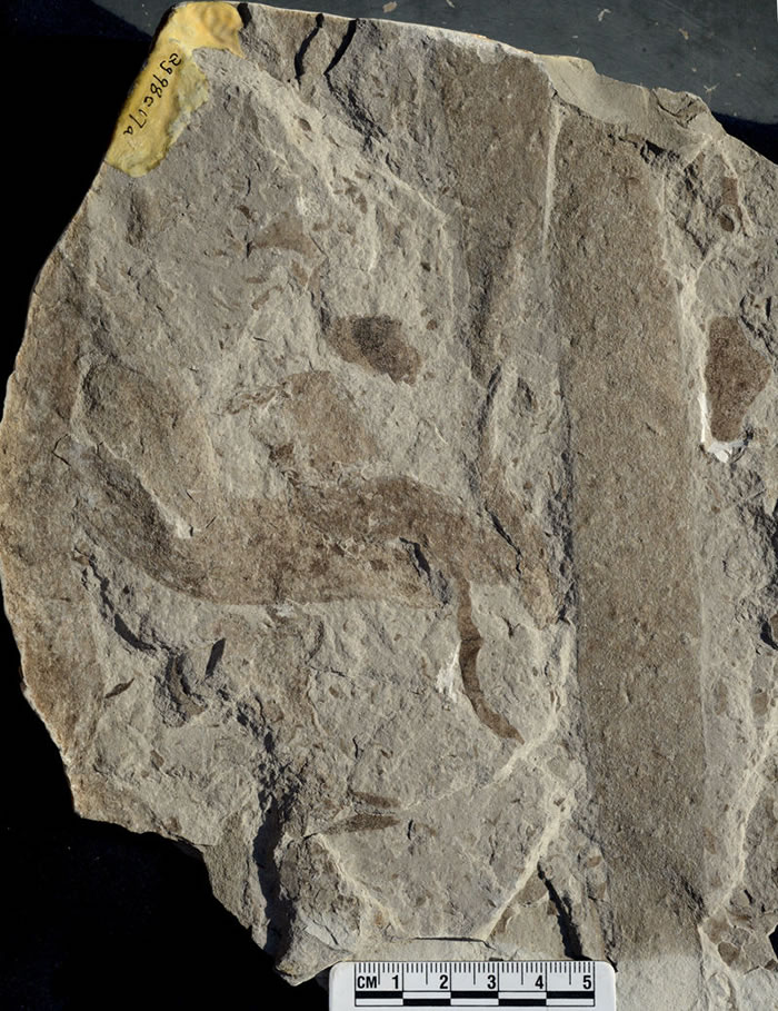 ɽɽĴ̼ĤʯԪŴ15.6꣩