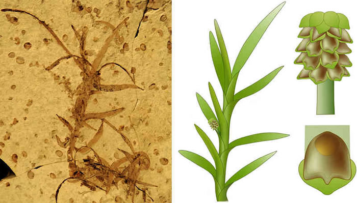 左图:道虎沟雨含果的模式标本。右图:道虎沟雨含果植物局部、果序、以及果实、心皮的复原图