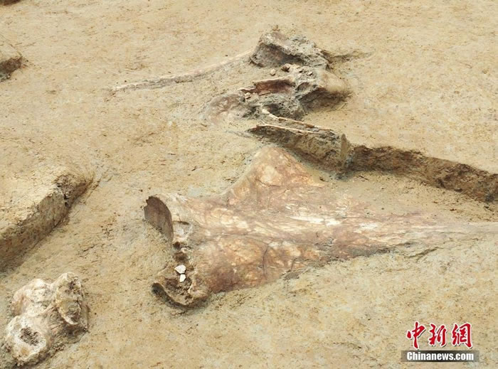 江苏省泗洪县发现距今五六万年的淮河古菱齿象骨骼化石